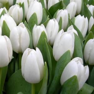 Meet your Posher, Handan